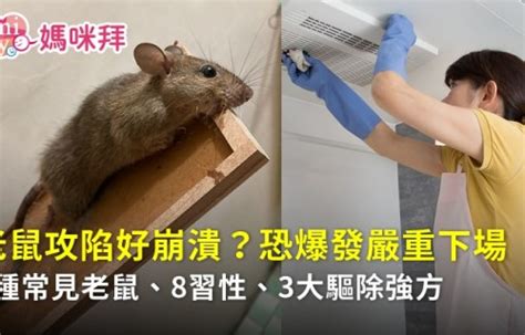 發現老鼠 早康是什麼意思
